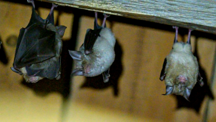 Fledermäuse brauchen dringend mehr Schutz.